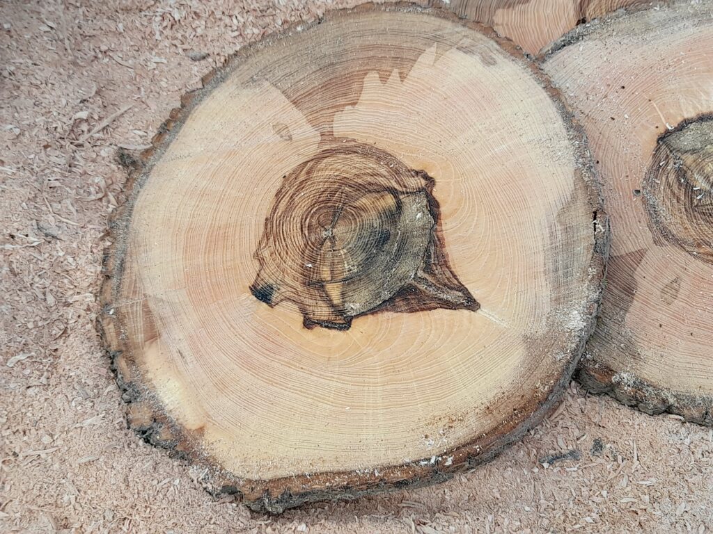 Débiter des Planches avec une Gruminette. La Gruminette reste une solution économique pour débiter des pladans des bois rares comme la ronce de Frêne, du mirabellier ou encore pommier.