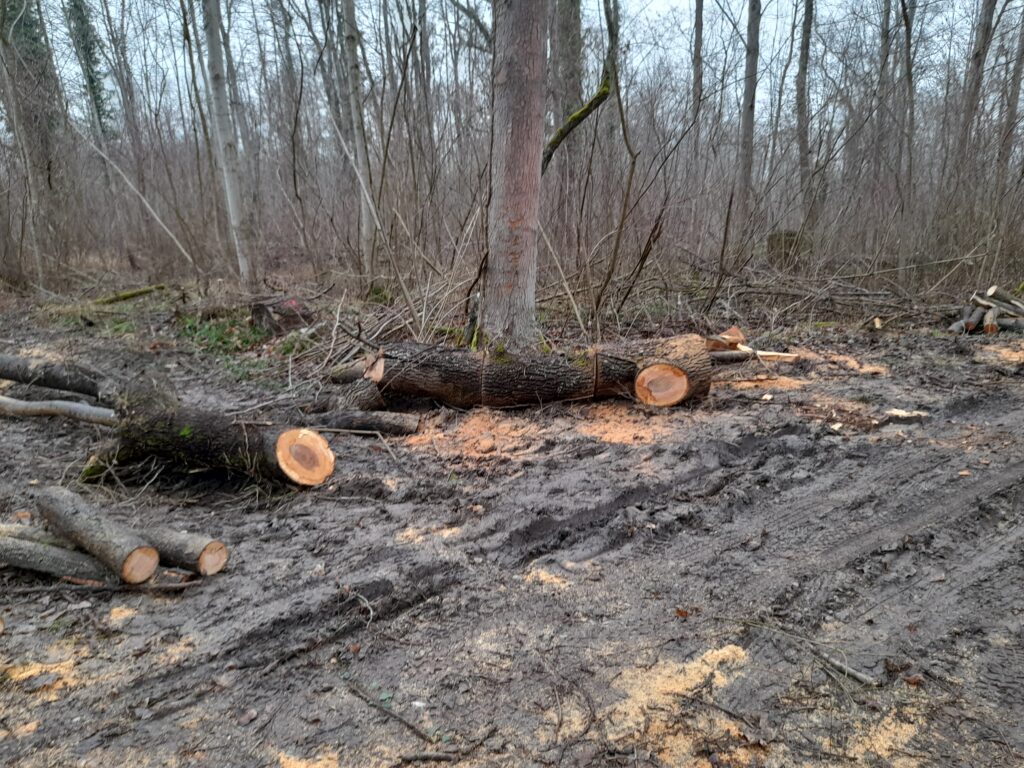 Le bois massif, la beauté du bois massif dans la décoration intérieure, valoriser les défauts du bois.