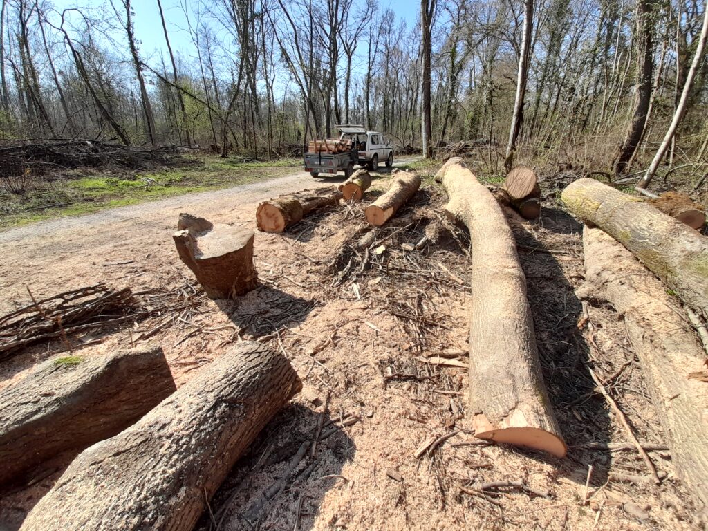 Le frêne du Taubergiessen, notre région, offre un bois exceptionnel. Ce bois séduit par son esthétique unique et sa polyvalence.