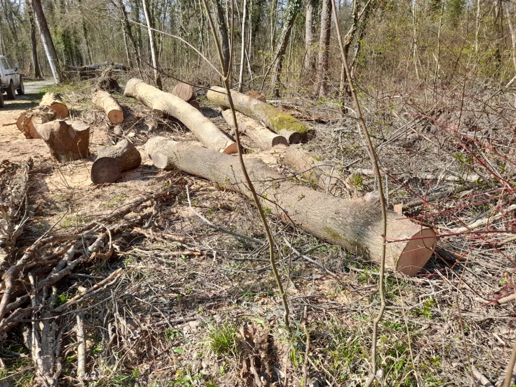 Le frêne du Taubergiessen, notre région, offre un bois exceptionnel. Ce bois séduit par son esthétique unique et sa polyvalence.