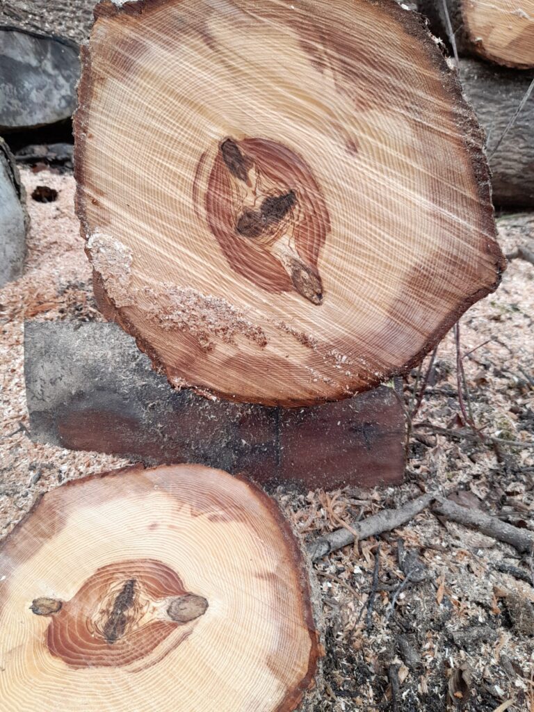 Le frêne du Taubergiessen, notre région, offre un bois exceptionnel. Ce bois séduit par son esthétique unique et sa polyvalence.