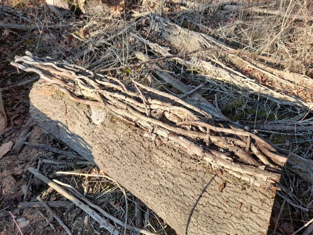 L'utilisation du bois de lierre dans nos créations