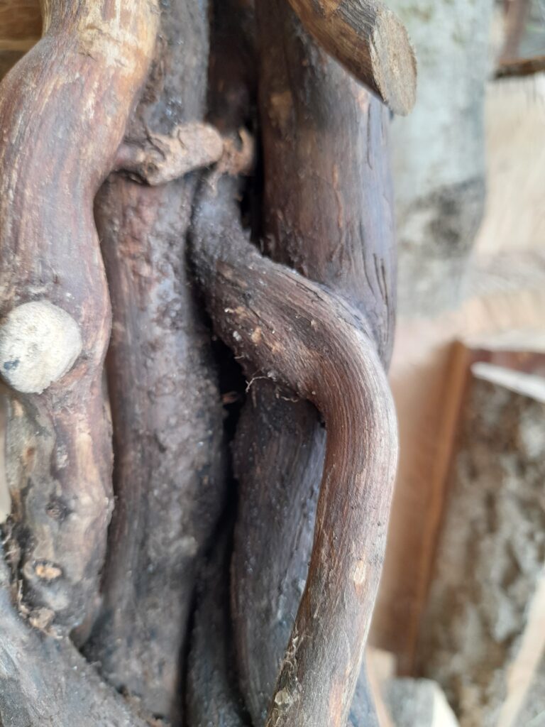 L'utilisation du bois de lierre dans nos créations